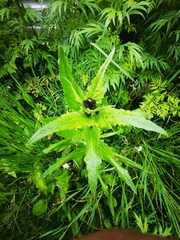 Picris japonica kamtschatica