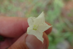 Stylisma humistrata
