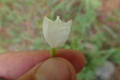 Stylisma humistrata