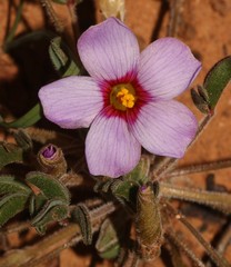 Oxalis callosa