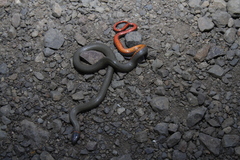 Diadophis punctatus modestus