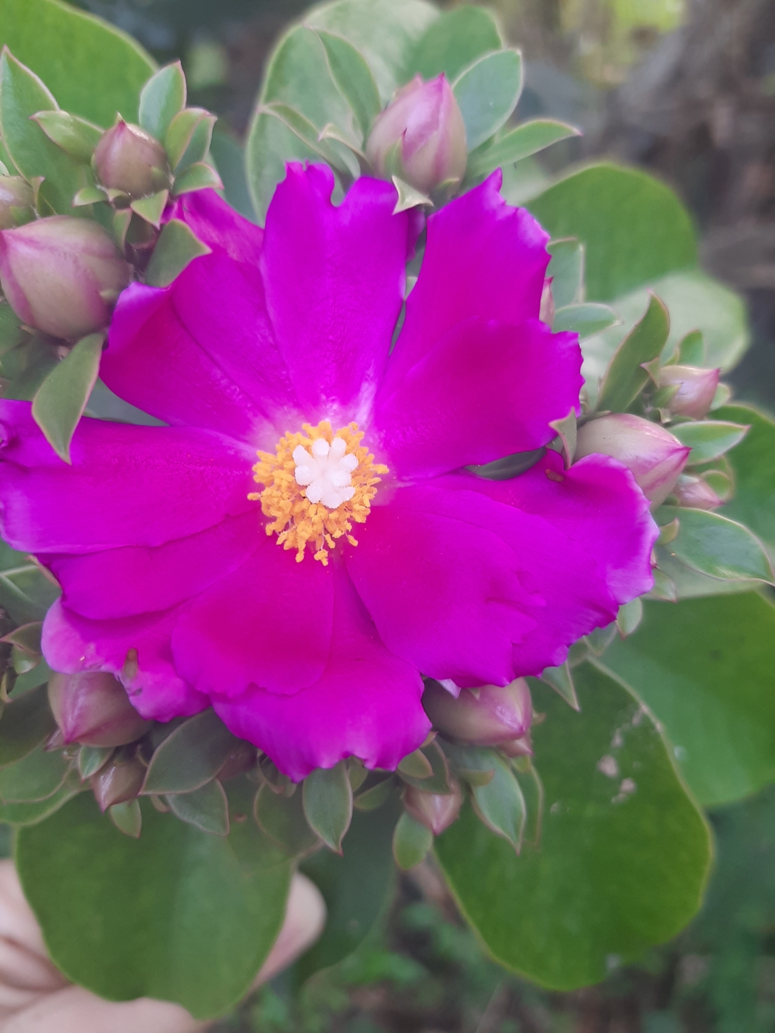 Pereskia grandifolia