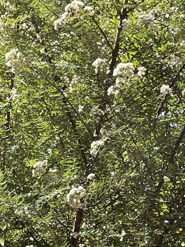 Ozothamnus rufescens observed 2024-09-20