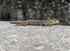 Stenocercus crassicaudatus