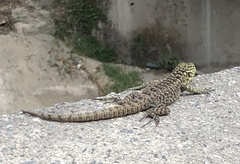 Stenocercus crassicaudatus