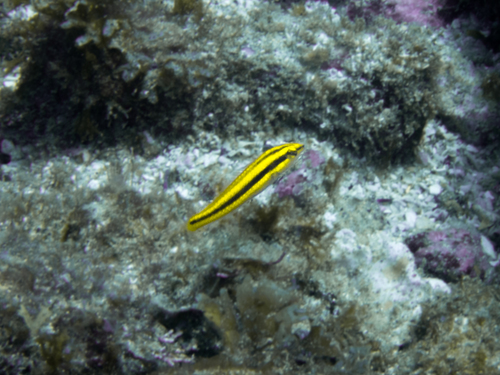 Zwartoor-lipvis (Halichoeres melanotis) — Labridae — 2