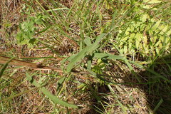 Eupatorium leucolepis