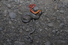 Diadophis punctatus modestus