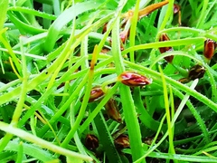 Fimbristylis dichotoma ochotensis