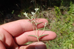 Eupatorium leucolepis