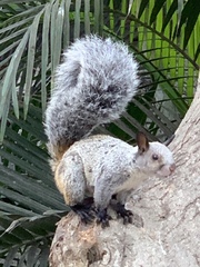 Sciurus stramineus