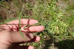 Eupatorium leucolepis