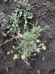 Asperula molluginoides
