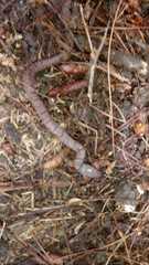 Stenorrhina degenhardtii