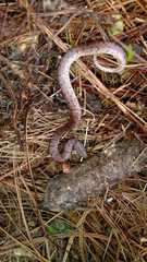 Stenorrhina degenhardtii