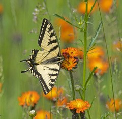 Papilio canadensis