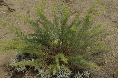 Salsola daghestanica