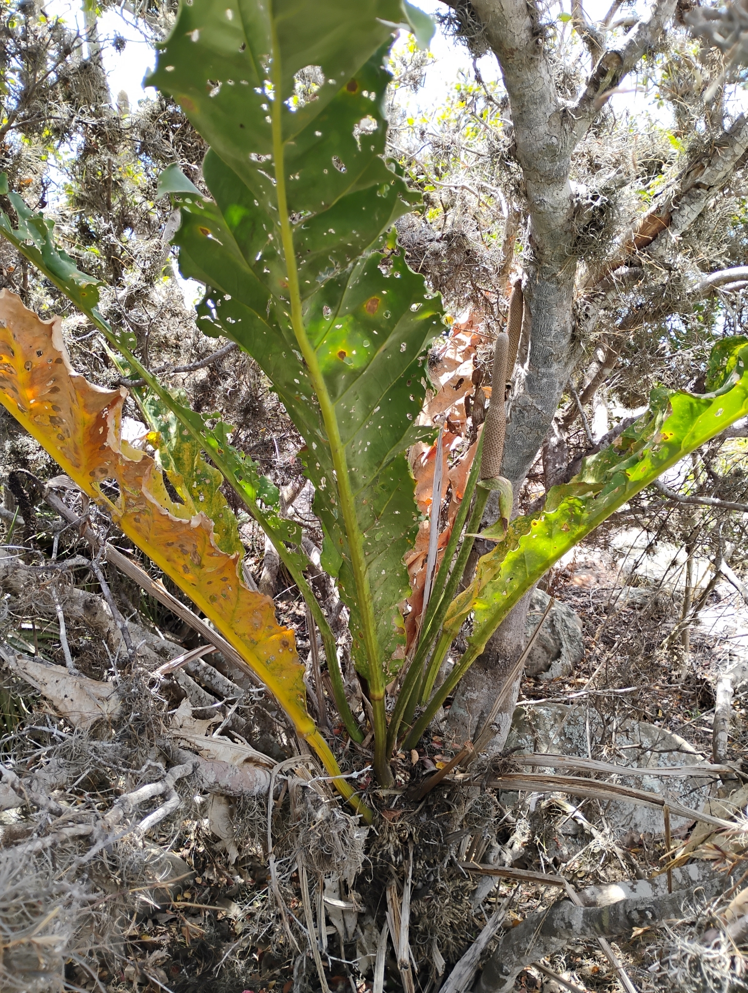 Anthurium affine
