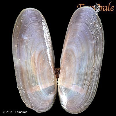 Atlantic Razor
