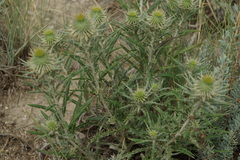 Ancathia igniaria