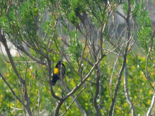 Yellow Bishop (Euplectes capensis), photo 5