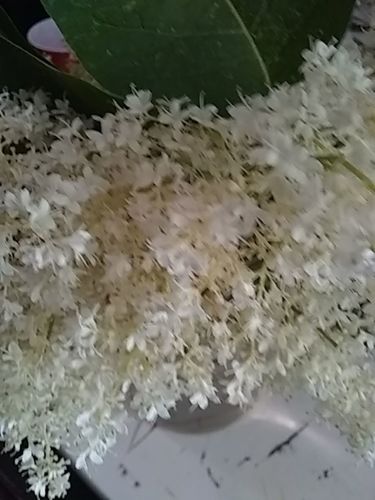 Syringa reticulata iNat (3)