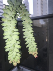 Sedum burrito