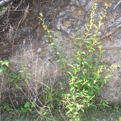 Ludwigia alternifolia