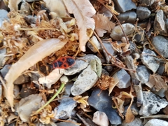 Pyrrhocoris apterus