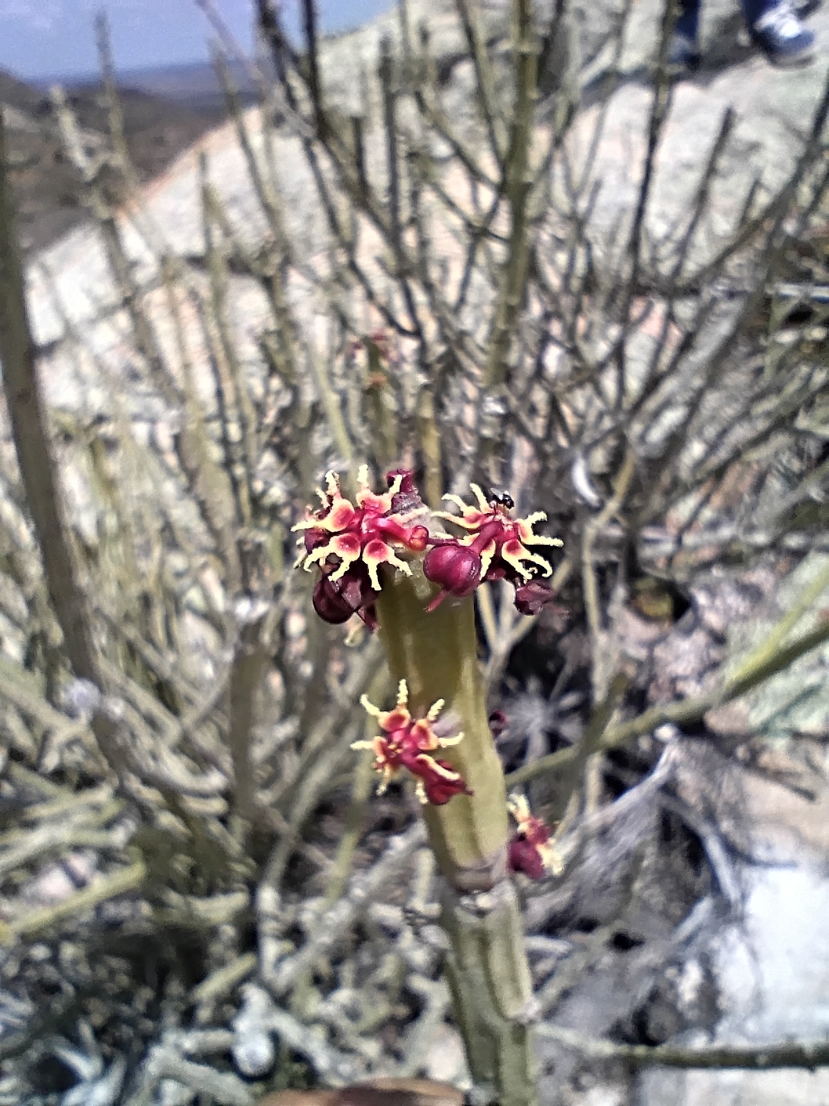 Euphorbia phosphorea