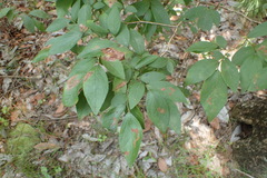 Vaccinium stamineum