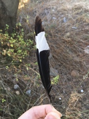 Upupa epops
