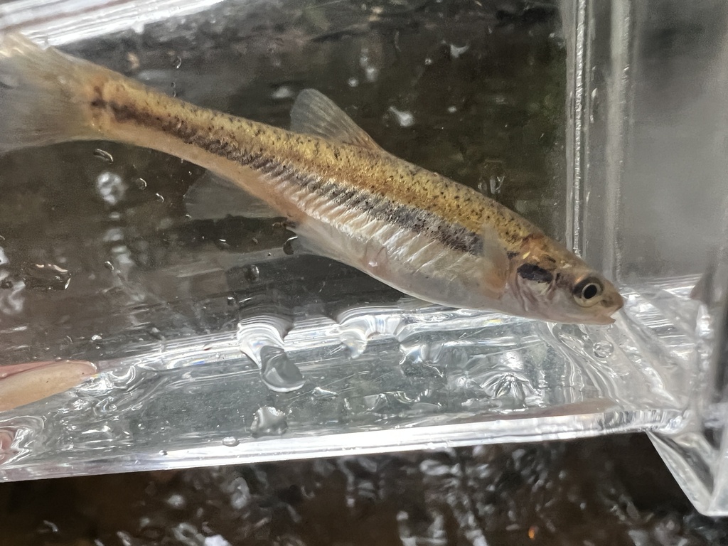 Blackside Dace