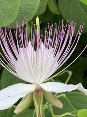 Capparis spinosa