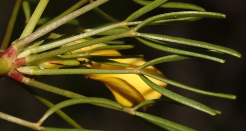 Image of Oxalis namaquana by (c) Brian du Preez, some rights reserved (CC BY-SA)