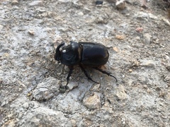 Oryctes nasicornis grypus