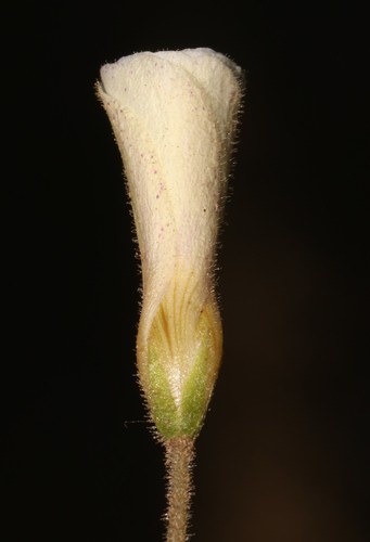 Oxalis campylorhiza (Oxalis campylorhiza)