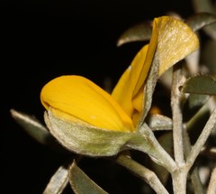 Argyrolobium petiolare