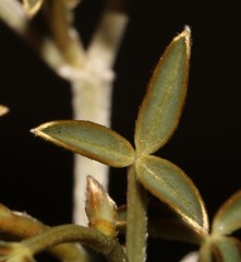 Argyrolobium petiolare