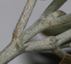 Argyrolobium petiolare