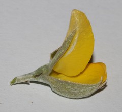 Argyrolobium petiolare