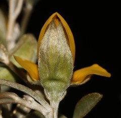 Argyrolobium petiolare