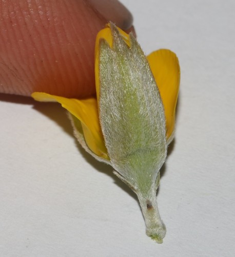 Image of Argyrolobium petiolare by (c) Brian du Preez, some rights reserved (CC BY-SA)