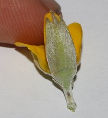 Argyrolobium petiolare