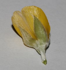 Argyrolobium petiolare