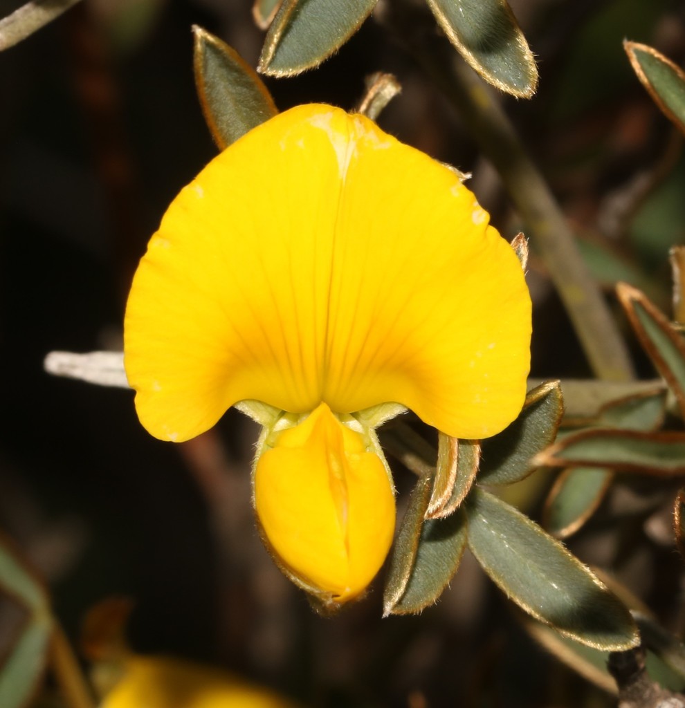 Kamies SIlverpod