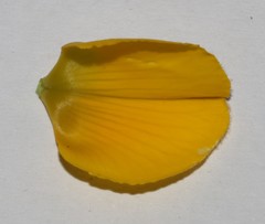 Argyrolobium petiolare