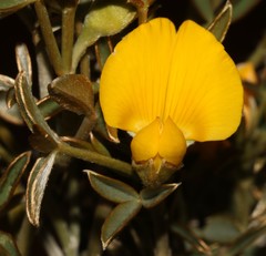 Argyrolobium petiolare