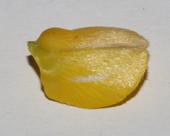 Argyrolobium petiolare
