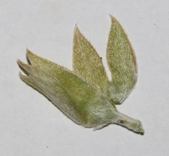 Argyrolobium petiolare